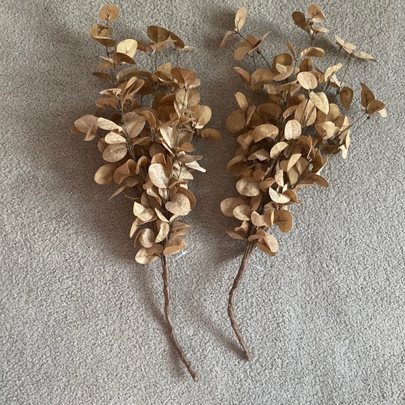 Ragoon House Mustard Eucalyptus - Picture 1 of 5